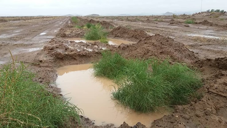 مدیر کل منابع طبیعی و آبخیزداری خراسان رضوی از نهالکاری ۳۰۴ هزار هکتار از اراضی بیابانی خراسان رضوی در راستای بیابان زدایی خبر داد.