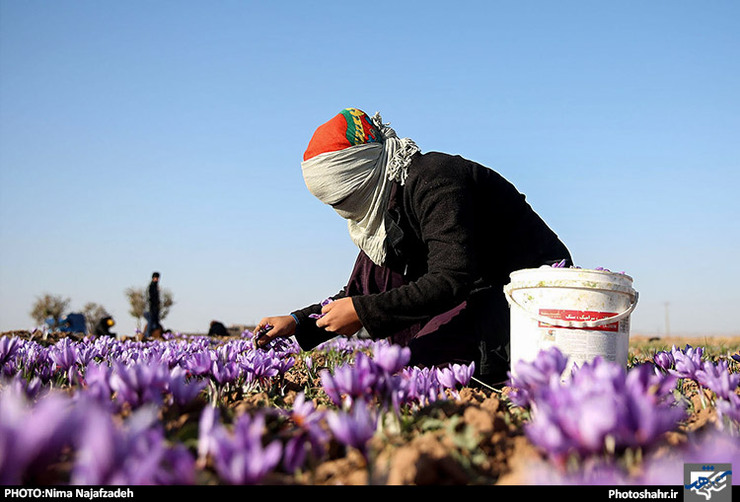 رئیس اتحادیه صادرکنندگان زعفران خراسان رضوی گفت: با توجه به صادرات ۹۰ درصدی زعفران استان که به صورت خام فروشی است. اگر صنایع تبدیلی به فراوری زعفران ورود کند نیاز به افزایش تولید بیشترهم خواهیم داشت.