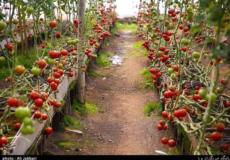 مسئول باغبانی جهاد کشاورزی شهرستان مشهد گفت: سرمایه گذاری با حجم اندک و اعطای تسهیلات کم بهره در احداث گلخانه کوچک مقیاس می‌تواند در زمینه اشتغالزایی سهم به سزایی داشته باشد.