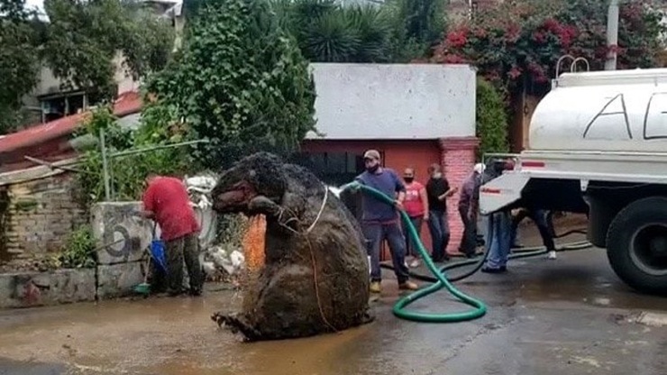 کارگران مکزیکی حین نظافت کانال های فاضلاب در این کشور یک موش غول پیکر را پیدا کردند.