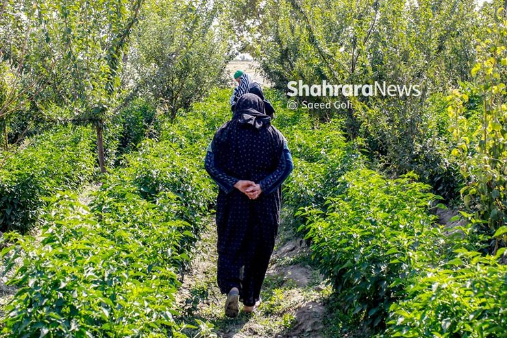 این گزارش تنها بهانه‌ای است برای اینکه در روزی که به نام روز روستا و عشایر نام گذاری شده و در سالی که شعارش «توسعه گردشگری روستایی» است بگوییم خاک توس مشهد برای گردشگری کشاورزی آماده است.
