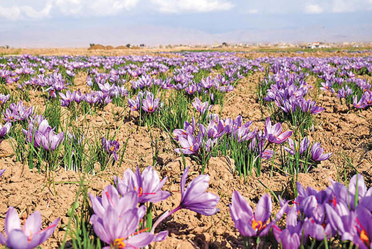 راه‌اندازی بزرگترین بازارچه فروش زعفران کشور در آستانه فصل برداشت این محصول در نزدیکی پایانه مسافربری این شهرستان خبر داد.
