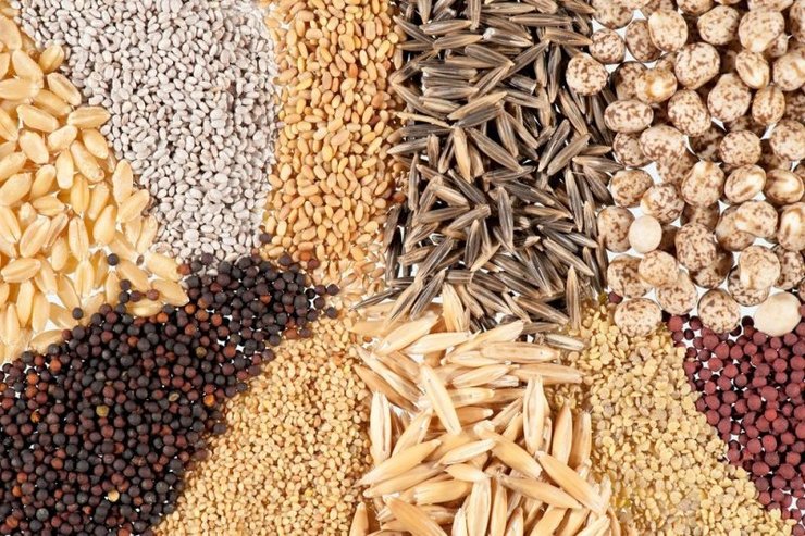 ۲۴۱۳ تن بذر اصلاح‌شده گندم و جو آبی با عملکرد بالا و مقاوم به خشکی، برای کشت پاییزه امسال بین کشاورزان توزیع می‌شود.