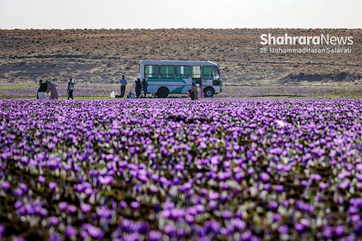 زعفران‌کار که باشید، همه‌چیز با «من» تعریف می‌شود. «من» فردی را نمی‌گویم؛ حرفم از وزن و این واحد عرفی کشاورزان است؛ سه‌کیلوگرمی که مقدار جمع‌کردن گل زعفران را تعریف می‌کند و به ۸ ساعت کلاغ‌پر راه‌رفتن روی زمین برای چیدن دانه‌دانه گل‌های زعفران معنی می‌دهد.