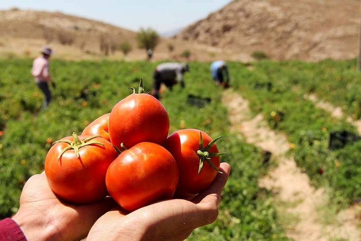 رئیس تولیدات گیاهی جهاد کشاورزی شهرستان مشهد از برداشت بیش از ۸۰ هزار تن گوجه فرنگی دراین شهرستان خبر داد.