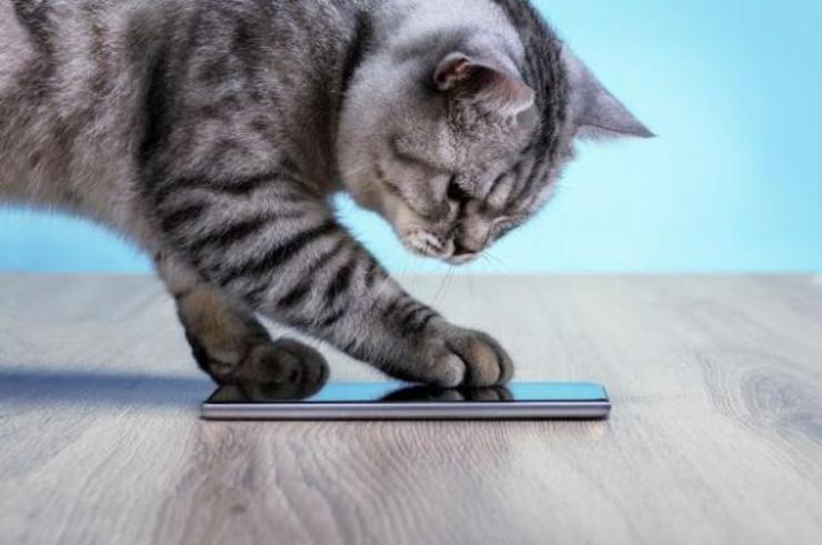 مهندس سابق شرکت آمازون یک برنامه به نام MeowTalk ساخته است که صدای گربه‌ها را ترجمه می‌کند.