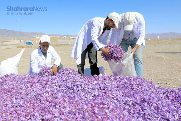 وعده صادرکنندگان و مسئولان برای حفظ قیمت زعفران، اجرا نشده و داد کشاورزان را درآورده است.