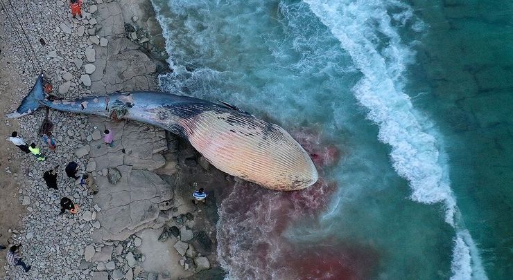 ظهر روز جمعه ۳۰ آبان ماه در سواحل جزیره کیش، لاشه نهنگی رویت شد. کارشناسان دام‌پزشکی و محیط‌زیست پیش‌بینی می‌کنند که چند روز از مرگ این نهنگ گذشته و امروز در ساحل سیمرغ مشاهده شده است.