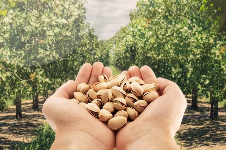 جشنواره لبخند سبز کویر ویژه تولید کنندگان پسته تا پایان بهمن ماه سال جاری ادامه خواهد داشت.
