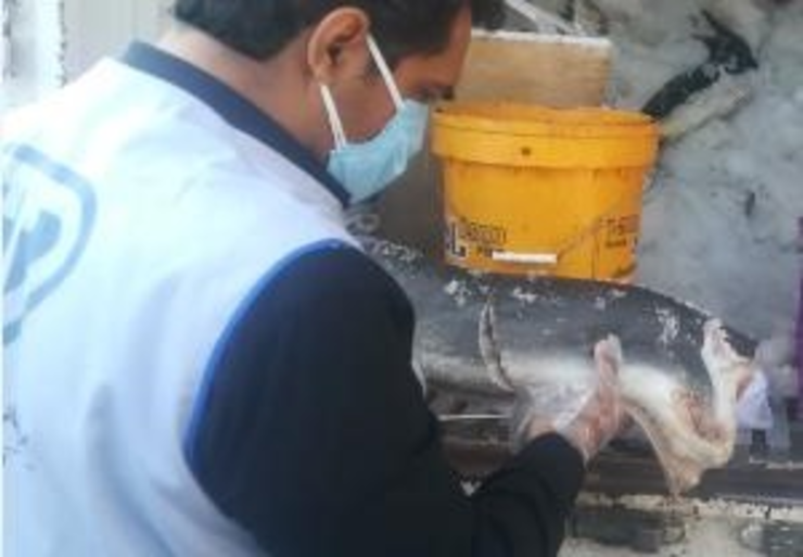 ۴۰۰ کیلوگرم گوشت کوسه از محموله فاقد گواهی حمل بهداشتی قرنطینه‌ای در بیرجند، کشف شد.