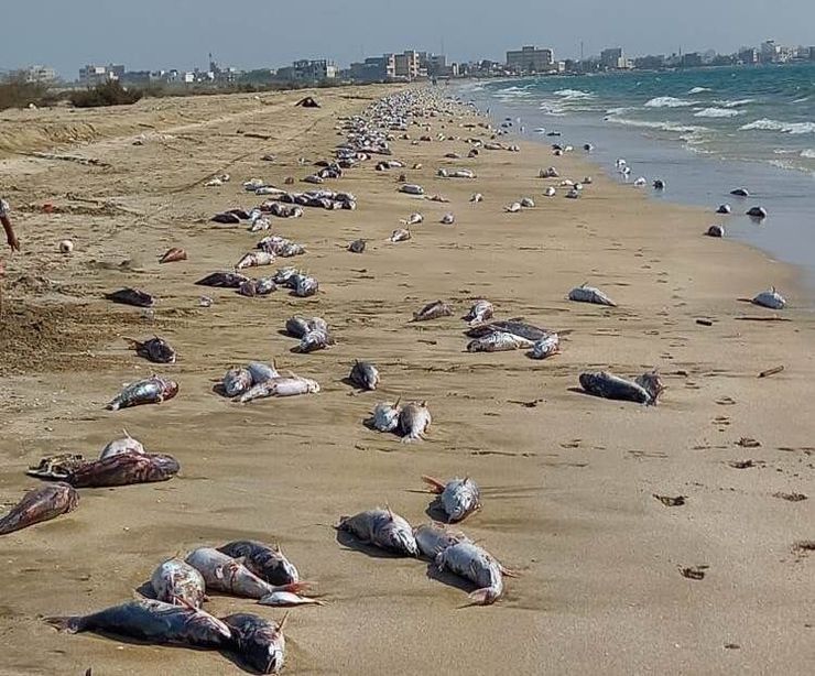 لاشه این ماهیان در حدود ۵ کیلومتر از ساحل پراکنده است و علت تلف شدن آن‌ها هنوز مشخص نشده است.