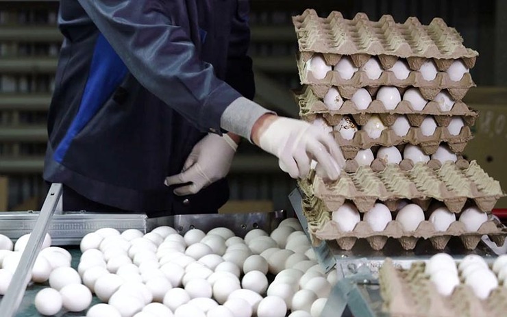 با کاهش قیمت و همچنین مازاد تولید تخم‌مرغ در وضعیت موجود، مرغداران خواستار خرید تضمینی تخم‌مرغ برای جلوگیری از ضرر بیشتر هستند.