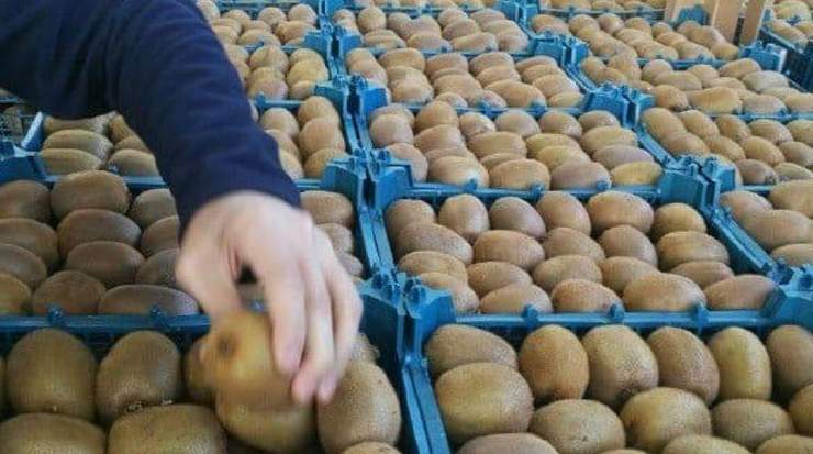 رئیس کمیسیون کشاورزی مجلس شورای اسلامی گفت: مشکلات در حال حل شدن است و به زودی شاهد خواهیم بود که محصولات‌مان به کشورهای مختلف صادر می‌شود، منتها باید دقت و تدبیر شود تا از این به بعد دیگر اتفاقی رخ ندهد.