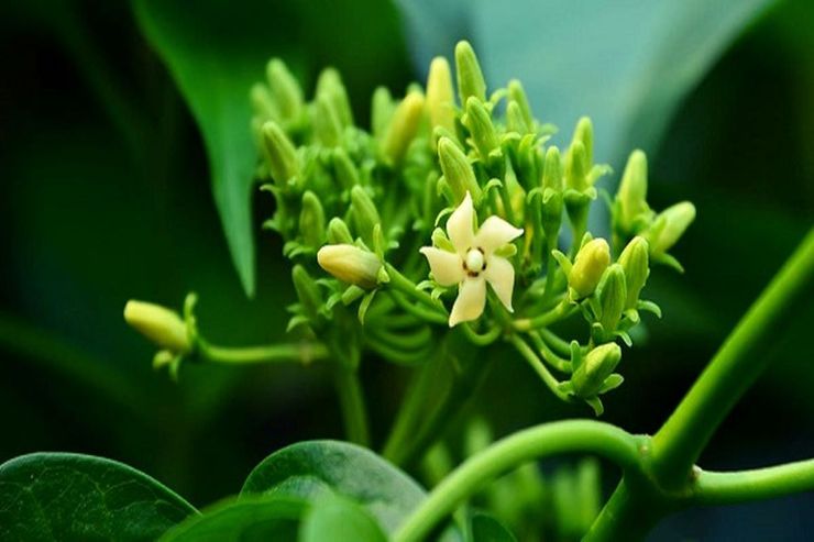 گیاه گیمنما خاصیت‌های درمانی فراوانی برای بسیاری از بیماری‌ها مانند سرطان، دیابت و حتی نیش مار دارد. این گیاه مانع از جذب قند خواهد شد و به همین علت در پزشکی غربی بسیار مورد توجه قرار گرفته شده است.