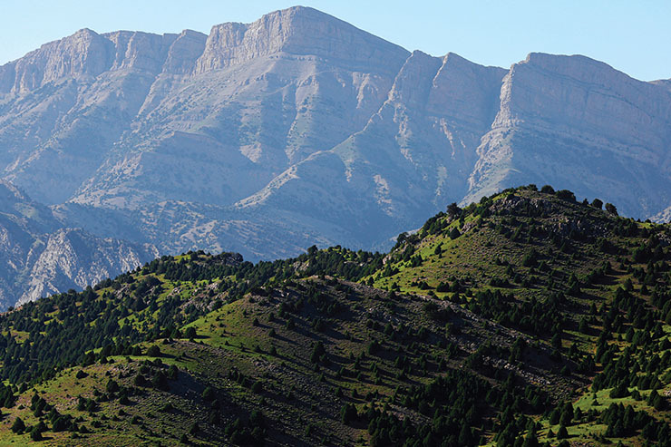 کارشناسان محیط‌زیست بر این باورند که یکی از علل قهر طبیعت با انسان، نامهربانی با درخت ارس است.