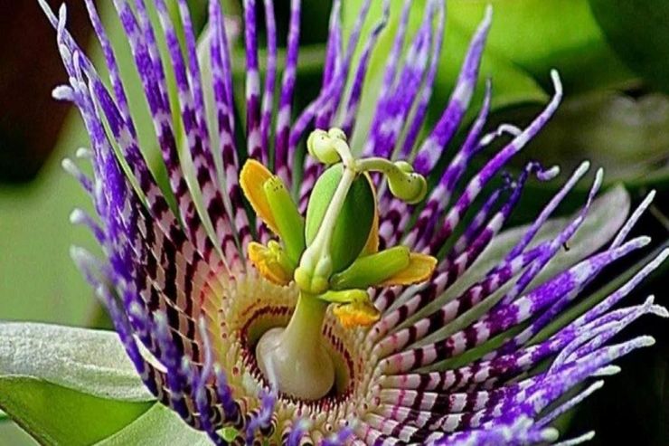 همه چیز درباره گل ساعتی و خواص آن