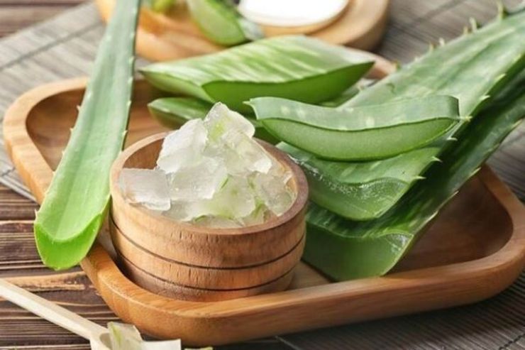 خواص شگفت انگیز این گیاه آفریقایی