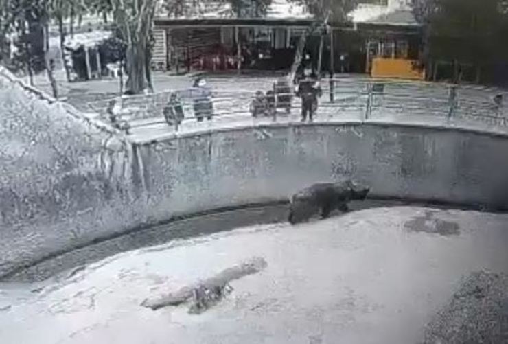 این حادثه در باغ وحشی در تاشکند، پایتخت ازبکستان رخ داد و زن جوان، دختر ۳ ساله خود را داخل محوطه نگهداری خرس انداخت.