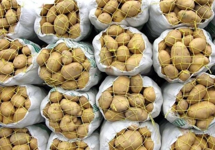 معاون بازرگانی سازمان ساماندهی مشاغل شهری و فراورده‌های کشاورزی شهرداری مشهد از آغاز عرضه سیب زمینی به قیمت متوسط میدان بار در بازار‌های میوه و تره بار این کلانشهر خبر داد.