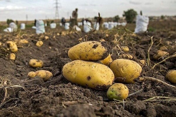 مدیر عامل سازمان مرکزی تعاون روستایی از کاهش قیمت سیب زمینی به زیر ۸ هزار تومان در هفته آینده خبر داد.
