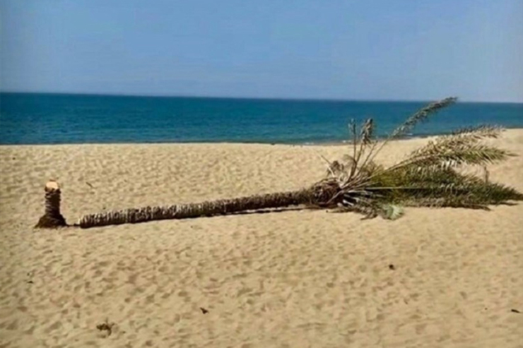 فرماندار زرآباد گفت: تک درخت نخل ساحل زیبای «دَرک» شهرستان زرآباد شب گذشته توسط افراد ناشناس قطع شده است.