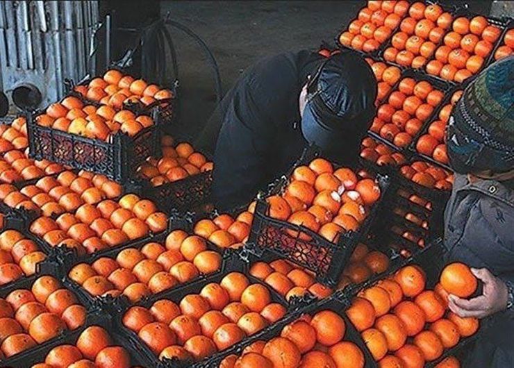 درحالیکه چندی پیش استانداری و جهاد کشاورزی استان تهران قیمت میوه‌های تنظیم بازاری را ۹ تا ۱۲ هزار تومان اعلام کرده بودند، مدیرعامل سازمان تعاون روستایی این قیمت ها را ناصحیح خواند و گفت: قیمت سیب و پرتقال تنظیم بازاری ۱۱ تا ۱۴ هزار تومان است.