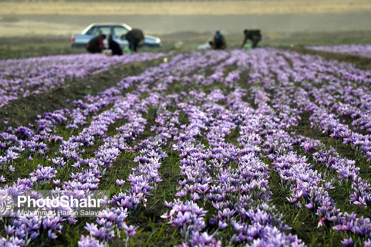 وزیر کشاورزی برزیل که در راس یک هیات عالی رتبه اقتصادی به تهران رفته در سخنانی از زعفران ایرانی تمجدید کرد و گفت: تا من زعفران ایرانی نگیرم از اینجا نمی‌روم.
