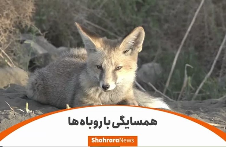 ‌نمی‌توان لحظه‌ای چشم از آن‌ها برداشت. با چشمان تیزبین نگاهمان می‌کنند و بعد از مدت کوتاهی به دنبال بازی خودشان می‌روند. باورمان نمی‌شود این همه به خانه‌های مسکونی نزدیک هستند و در حاشیه بزرگراه امام علی (ع) زندگی می‌کنند. روباه‌هایی را می‌گوییم که برای رفع مشکلات ساکنان محله شریعتی، ۲۵ سال پیش به زمین‌های رها شده آستان قدس رضوی آمدند و حالا همزیستی مسالمت‌آمیزی با ساکنان اینجا دارند.