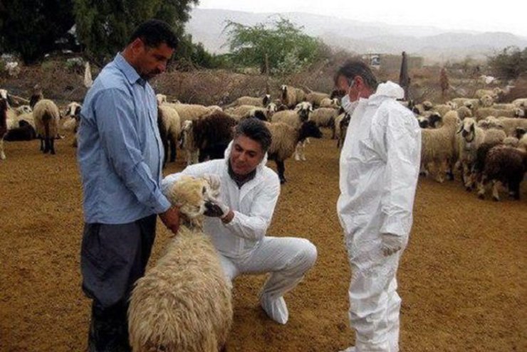 نظارت بر کشتار دام در کشتارگاه‌ها و پرهیز از کشتار غیرمجاز دام از مهمترین عوامل پیشگیری از بیماری تب خونریزی دهنده کریمه کنگو است.