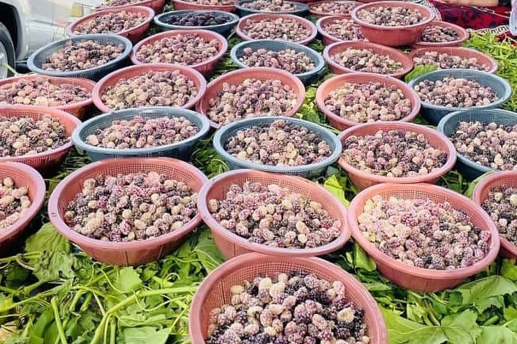میوه خشک یکی از اصلی ترین محصولات صادراتی افغانستان را تشکیل می‌دهد، توت افغانستان شهرت زیادی در جهان دارد و این کشور انواع مختلفی از این میوه را دارد.