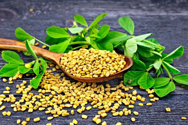 قبل از کشف انسولین و همچنین داروهای ضد دیابت رایج، بیماران دیابتی با گیاهان دارویی و درمان‌های سنتی معالجه می‌شدند.