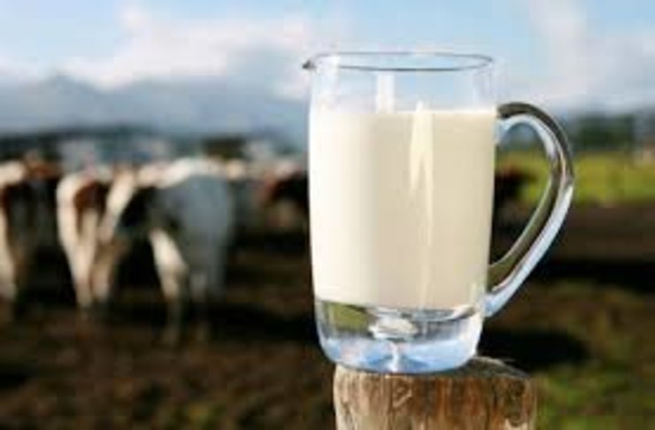 عدم تصویب به موقع قیمت شیرخام تأثیرات بسیاری بدی بر تولید داشت
