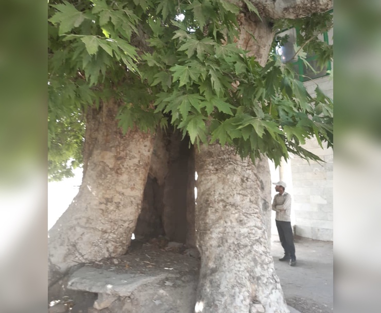 ثبت چهار اصله درخت کهنسال شهرستان بردسکن در فهرست میراث ملی