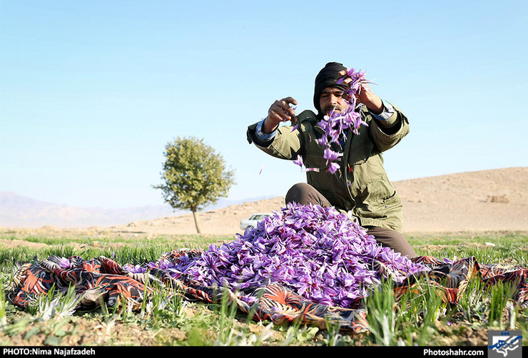طبق آمارها در سال های اخیر بیشترین میزان صادرات زعفران به کشورهای هنگ کنگ، چین، امارات، افغانستان و اسپانیا بوده است. این موضوع نیز تقریبا برای همه روشن است که زعفران از ایران به هنگ کنگ  صادرشده و از آنجا به صورت غیر قانونی وارد چین می شود.