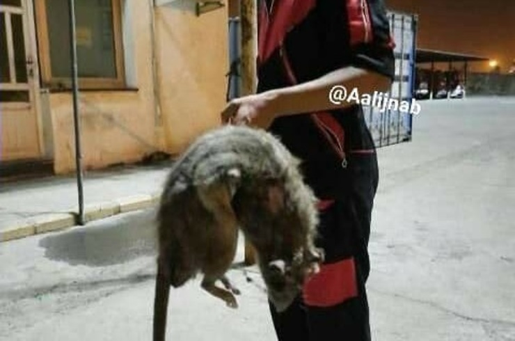روز گذشته عکسی از شکار یک موش غول پیکر توسط مامورین آتش نشانی بندرعباس در شبکه های اجتماعی وایرال شد، اما ماجرای این موش غول پیکر چیست؟