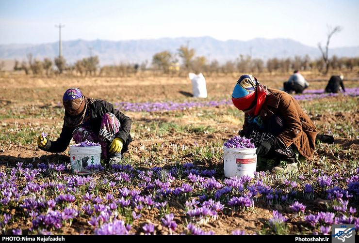 نایب رئیس شورای ملی زعفران از آغاز برداشت طلای سرخ و عرضه محصول نو به بازار خبر داد.