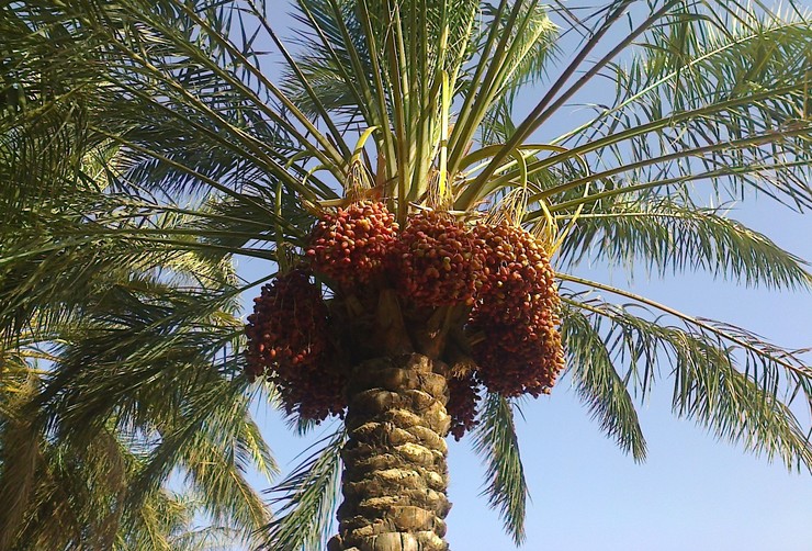 تصاویری از قطع درختان نخل در روستاهای استان بوشهر در فضای مجازی منتشر شد که باعث واکنش کاربران شد؛ فرد فیلم‌بردار این ویدئو می‌گوید به دلیل کم‌آبی و خشکسالی، کشاورزان مجبور به فروش نخل‌ها می‌شوند.