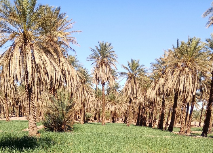 عضو مجمع نمایندگان استان خوزستان در مجلس شورای اسلامی در مورد صادرات نخل‌های خوزستان در سایه بی آبی گفت: از خشکی هورالعظیم تا صادرات نخل‌های بلند قامت خوزستان تنها گوشه‌ای از تشنگی این استان گرم کشور است.