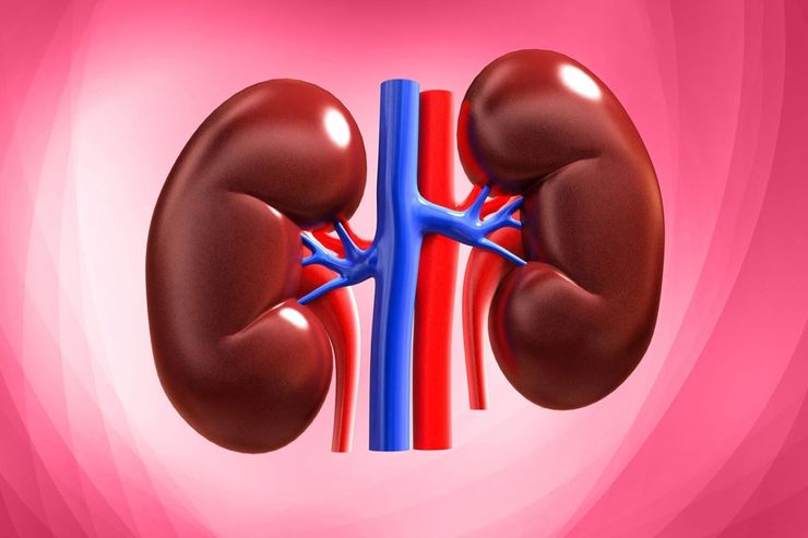 انسان دارای دو کلیه است که این اندام‌های لوبیایی شکل زیر قفسه سینه در دو طرف ستون فقرات قرار دارند. وظیفه اصلی کلیه‌ها پالایش مواد زائد از خون و تبدیل آن‌ها به ادرار است. کلیه‌ها نیز مانند دیگر بخش‌های اعضای بدن انسان می‌توانند درگیر سرطان شوند و شایع‌ترین نوع آن سرطان سلول کلیه است.