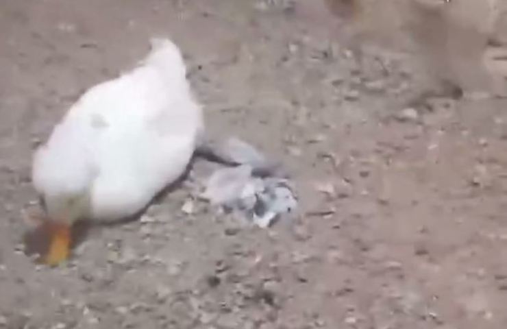 طاووس ذاتا دانه‌خوار و گیاه‌خوار است و پرنده کنجکاوی است، اما به هیچ وجه پرنده‌ای نیست که حتی به جوجه‌های پرنده‌های دیگر آسیب بزند یا حتی بخواهد آن‌ها را بخورد.