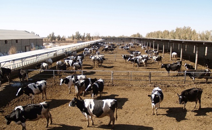رئیس اتحادیه دامداران خراسان‌رضوی گفت: دولت همه توان و تمرکزش را به‌جای صنایع تبدیلی بر صنعت دام‌پروری و کشاورزی متمرکز کند که مستقیم با رزق مردم سروکار دارد.