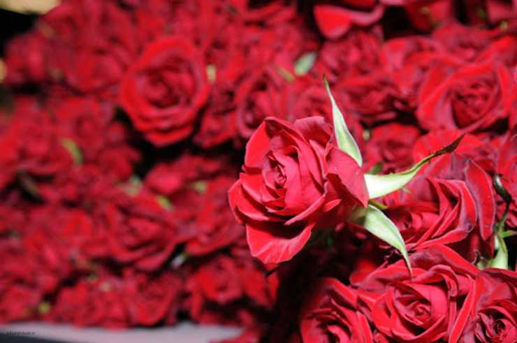 گل‌ها زنده‌اند و زیبایی برای ما می‌آفرینند.