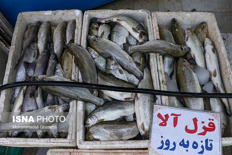 مدیر عامل اتحادیه تعاونی ماهیان سردآبی گفت: هم اکنون قیمت هر کیلو قزل آلا در عمده فروشی ۷۰ هزار تومان است که با احتساب سود منطقی باید به دست مصرف کننده برسد.