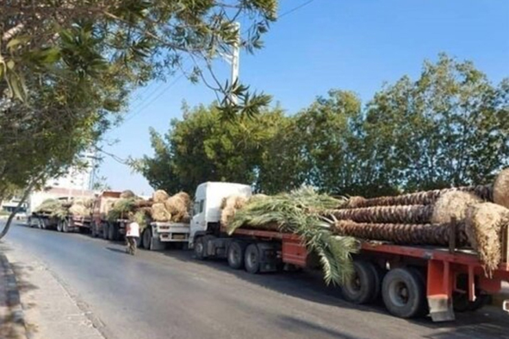به دنبال حواشی مربوط به صادرات نخل از ایران به قطر، گمرک ایران ضمن تائید صادرات صورت گرفته اعلام کرد که این محموله‌ها برگشت خورده است.