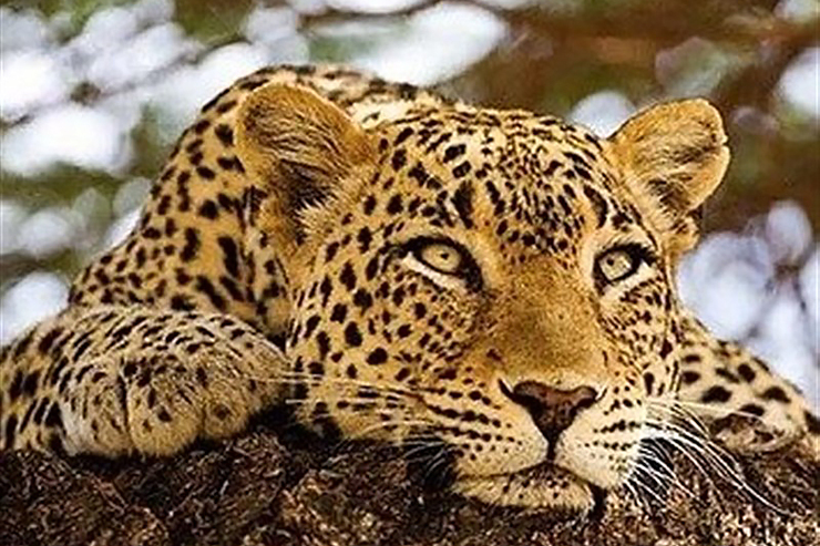 چند ثانیه از این تصاویر با شکوه را مهمان لنز دوربین سید جواد هادی اصل باشیم. ‌