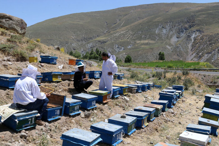 مدیر تعاون روستایی خراسان رضوی از توزیع بیش از ۱۷۰۰تن شکر بین اعضای اتحادیه زنبور داران خراسان رضوی در سال ۱۴۰۰با همکاری سازمان جهاد کشاورزی خبر داد.