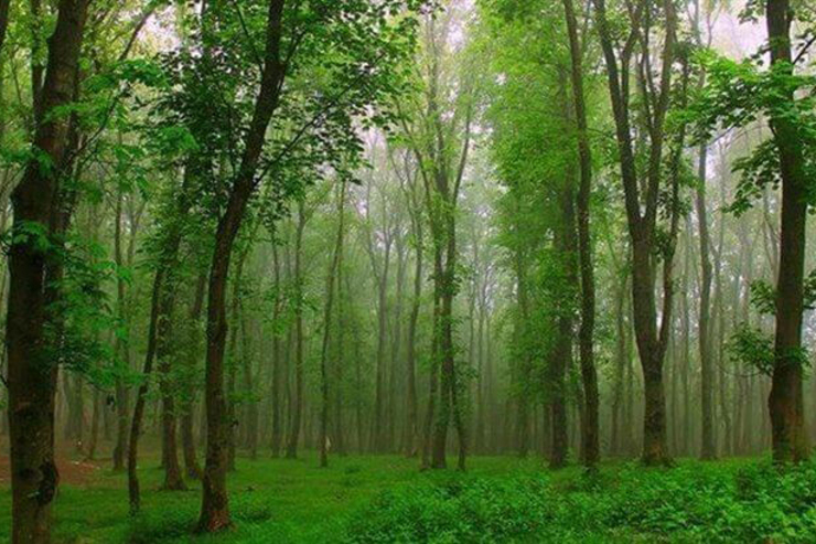 ویدئویی در فضای مجازی منتشر شده که از روش قاچاقچیان چوب در جنگل‌های هیرکانی پرده برمی‌دارد.