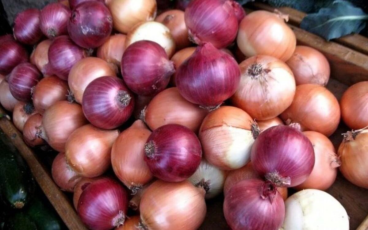 به گفته‌ رئیس اتحادیه خرده‌فروشان میوه و تره‌بار مشهد موجودی پیاز در مشهد به دلیل صادرات به برخی کشورها با کمبود مواجه شده است.