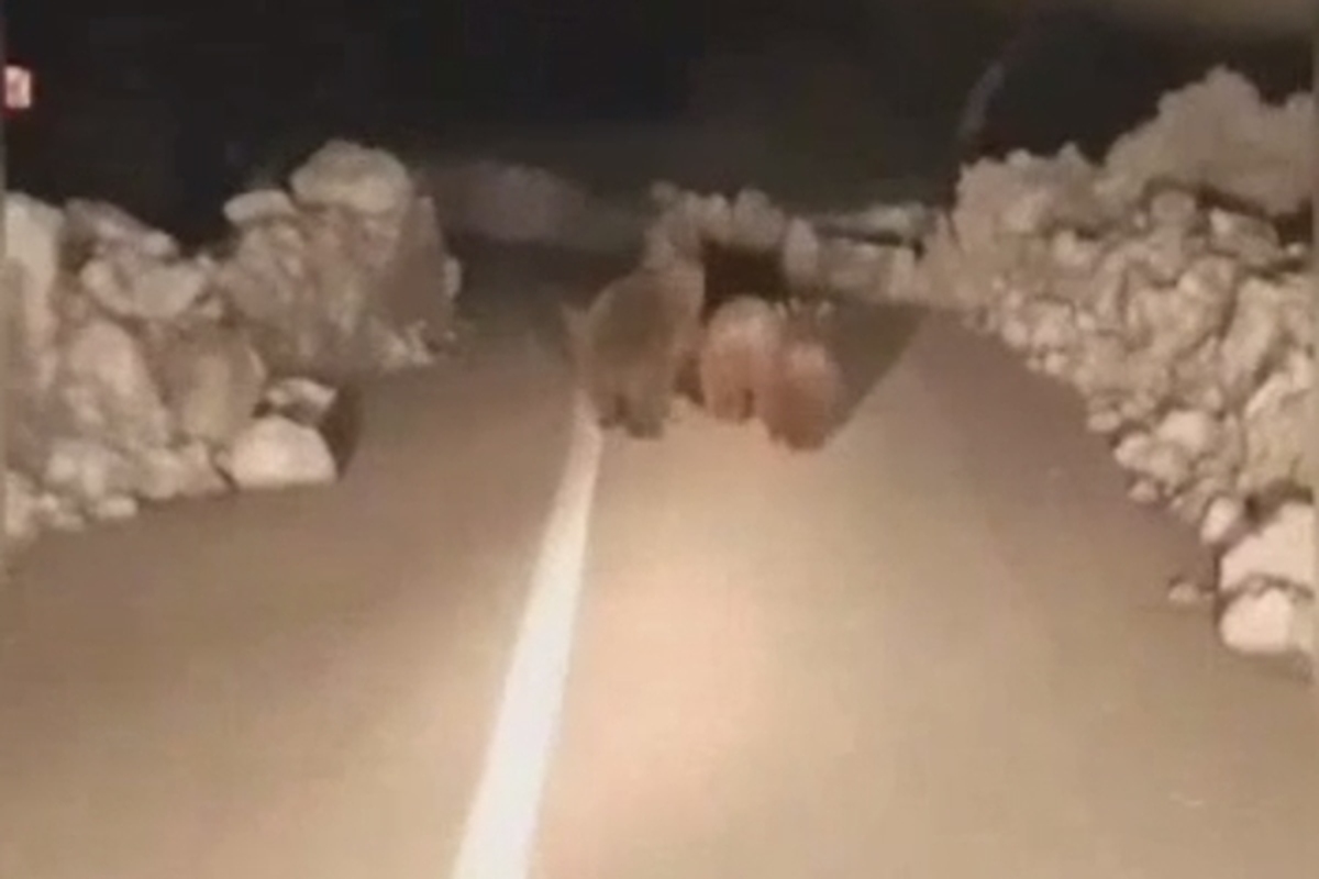شب گذشته در گردنه چری شهرستان کوهرنگ استان چهارمحال و بختیاری، یک خرسِ مادر و ۲ توله‌اش مشاهده شدند.