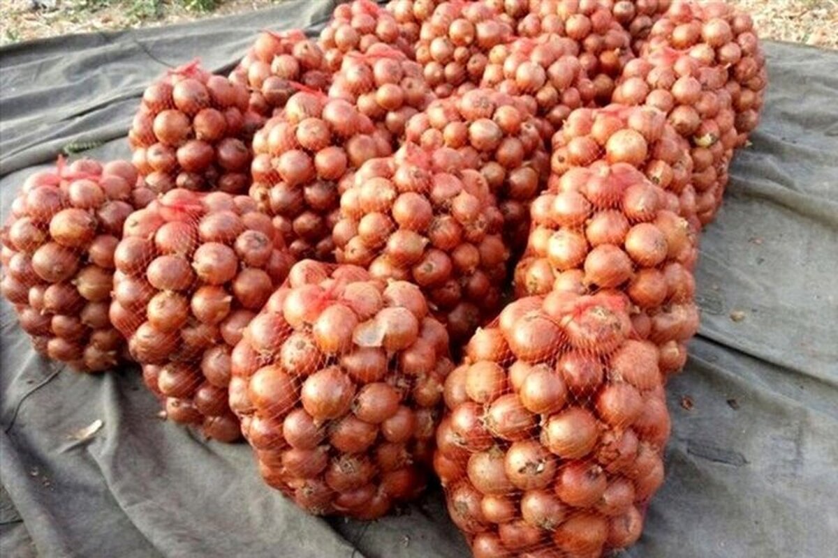 مدیرکل نظارت بر کالا‌های اساسی وزارت جهاد کشاورزی از واردات نخستین محموله پیاز به کشور برای تنظیم بازار داخلی خبر داد.